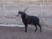 मेढ़ा, Shetland sheep — फ़ोटो 4