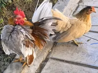 सेरामा — फ़ोटो 1