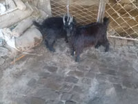 Cabro, Cabras — foto 1