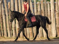 فرس, Quarter Horse — الصورة 5