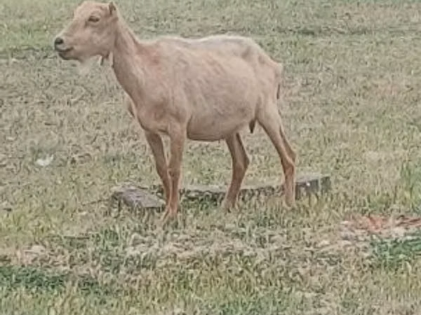 Billy Goat, Alpine goat