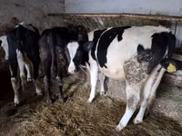 गाय, Simmental cattle — फ़ोटो 7