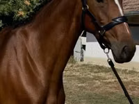 فرس, Hanoverian — الصورة 1