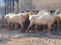 Schaf, Arashan sheep — Foto 7