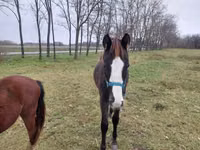 حصان, Hungarian horse breed — الصورة 5