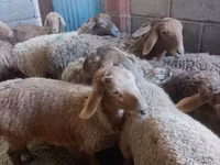 Oveja, Arashan sheep — foto 3