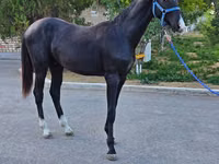घोड़ा, Akhal-Teke — फ़ोटो 6