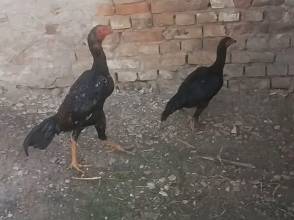 ديربيشاير ردكاب