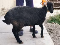 Schaf, Arabi sheep — Foto 4