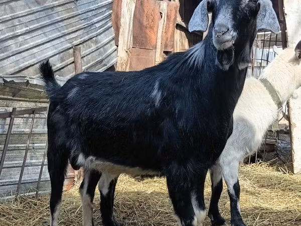 Cabro, Nubian Goat