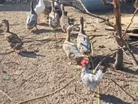 Ducks — 照片 3