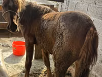 घोड़ी, Tatar horse — फ़ोटो 1