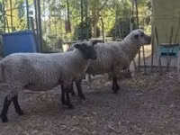Ram, Shroshire sheep — photo 4