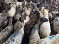 Cabra, Cabras — foto 2