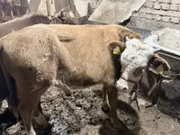 ثور, Simmental cattle — الصورة 2