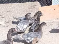 Ducks — photo 1