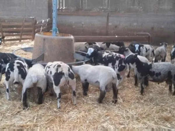 Ram, Zwartbles sheep