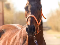 घोड़ी, Thoroughbred horse — फ़ोटो 1