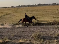 Mare, French Trotter — photo 1