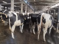 母牛, Holstein breed — 照片 3