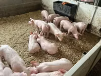 猪（批次，未指定性别）, Pigs — 照片 1