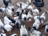 Chickens — الصورة 4