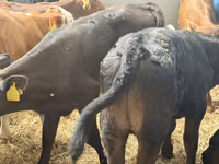 Rinder (Partie, Geschlecht nicht angegeben), Simmental cattle — Foto 5
