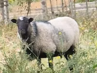 Ram, Romanov sheep — photo 1