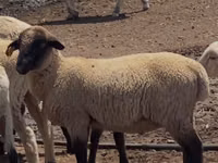 كبش, Hampshire sheep — الصورة 1