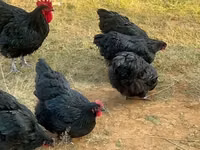 Australorp — photo 8