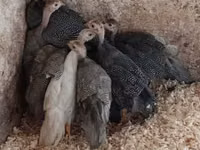 Guinea fowl — फ़ोटो 2