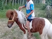 母马, Shetland Pony — 照片 1