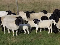 Sheep, Dorper sheep — photo 1