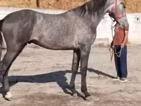 Hengst, Horse breed — Foto 2