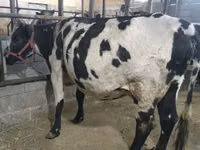 Vaca, Raza Holstein — foto 6