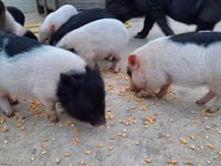 Schweine (Partie, Geschlecht nicht angegeben) — Foto 2