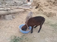 Sheep (batch, sex not specified), Sheep — photo 3