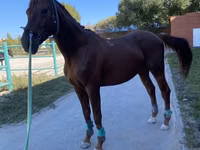 حصان, Budyonny horse — الصورة 1