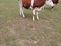 Cow, Simmental cattle — photo 2