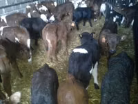 公牛, Simmental cattle — 照片 6