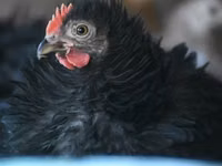 Pekin-Zwerg — Foto 4