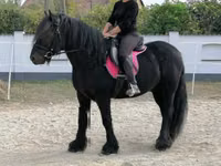 حصان, Fell pony — الصورة 3