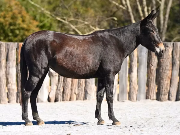 Mare, Mule