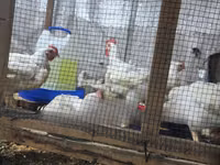 Chickens — photo 3