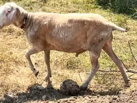 Ram, Sheep — photo 4