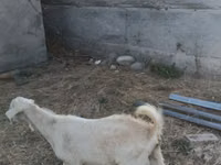 बकरा, बकरियाँ — फ़ोटो 7