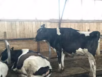 Kuh, Swiss cattle — Foto 2