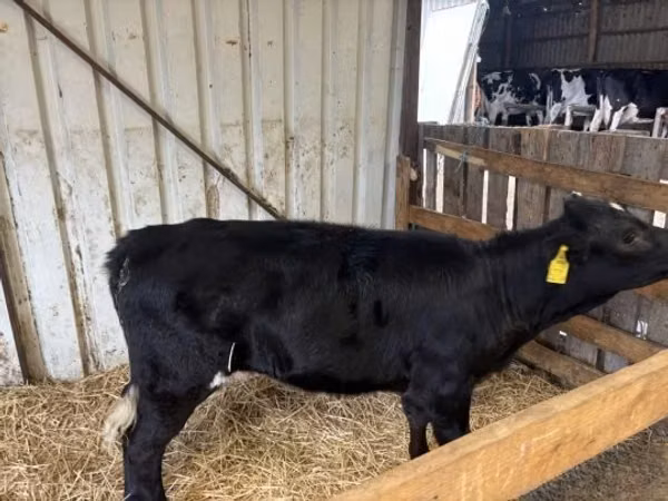 Kuh, Limousin-Kuh