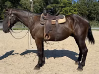 Caballo, Caballos — foto 5