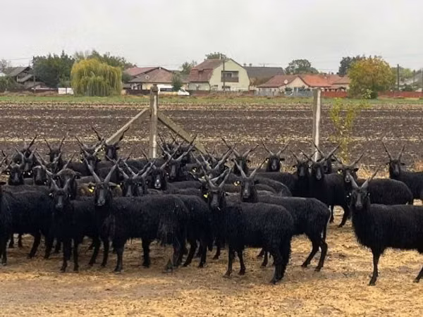 Sheep (batch, sex not specified), Racka sheep